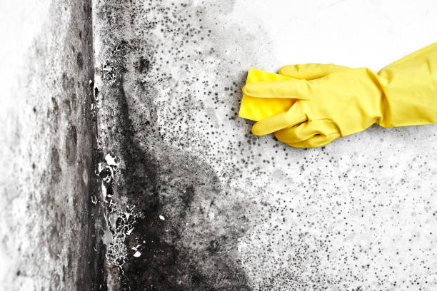 Best Industrial Mold Remediation in Mcchord Af, WA