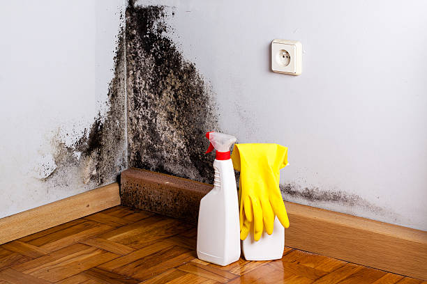 Best Residential Mold Remediation in Mcchord Af, WA