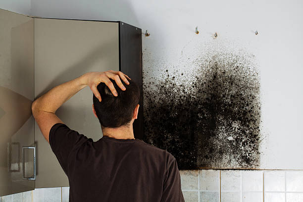 Best Residential Mold Remediation in Mcchord Af, WA