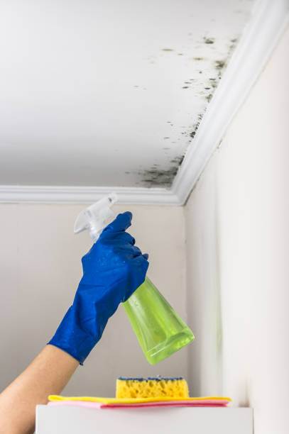 Best DIY Mold Remediation Support Services in Mcchord Af, WA